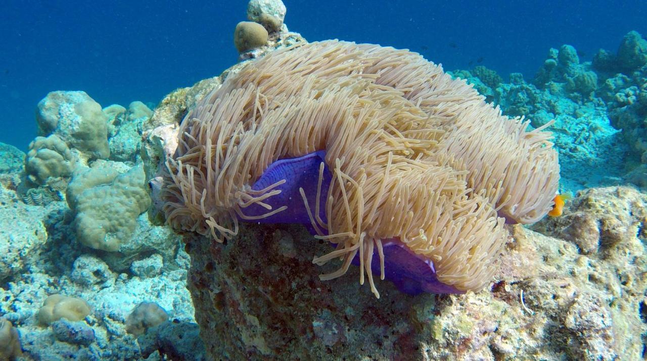 Ocean Village Maldives Holhudhoo Εξωτερικό φωτογραφία
